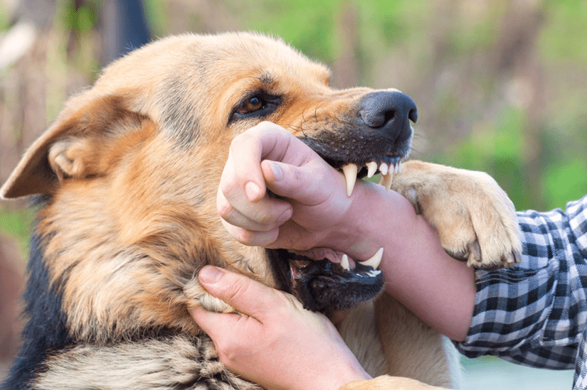 7 Common Types Of Dog Bite Injuries Explained