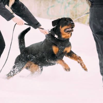 Photo of dog attacking