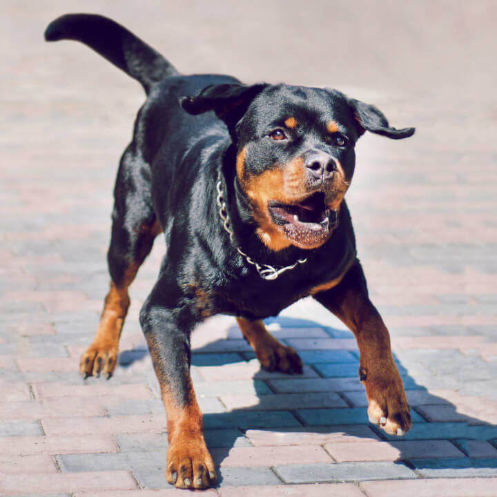 Photo of a Rottweiler