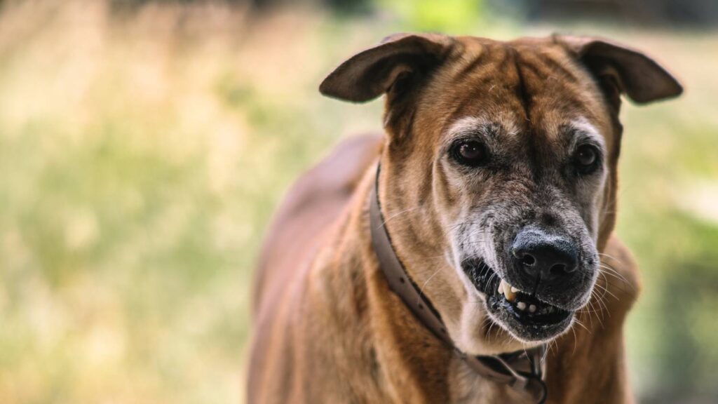 Photo of a Dog