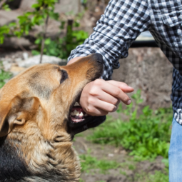 Image for Dog Bite Attack Statistics That Highlight The Need For Awareness post