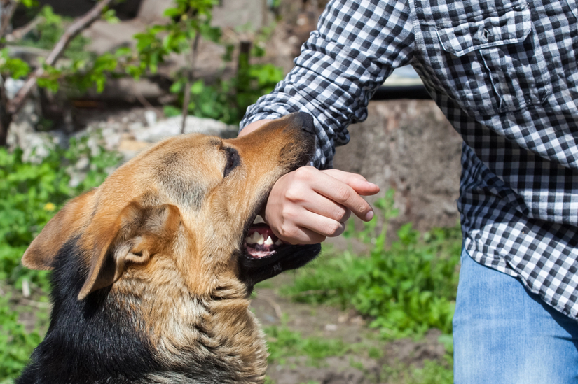 Dog Bite Attack Statistics That Highlight The Need For Awareness