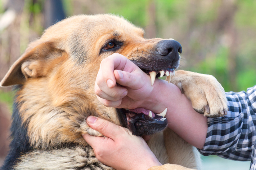 7 Common Types Of Dog Bite Injuries Explained